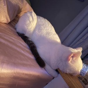 Meet your Posher, Levy